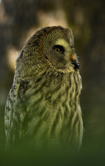 Strix nebulosa (carabo lapón) en el bosque