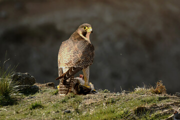 halcon peregrino con su presa