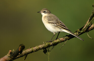 labandera y andarios en el rio