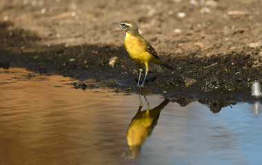 labandera y andarios en el rio