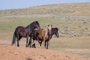 Wild Horses in Summer in the Wyoming Desert