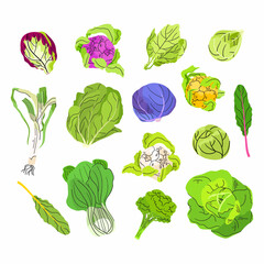 Cabbages vector set isolated on white background. Broccoli, romaine lettuce, green and purple cabbages, cauliflower, brussels sprout, leaf. Harvest fresh vegetable flat illustration