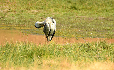 garza en el rio adaja en avila