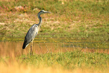 garza en el rio adaja en avila