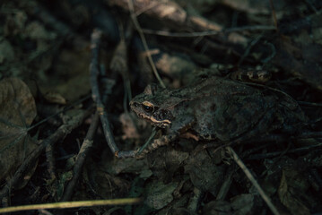 spider on the ground