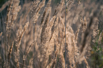 Obraz premium grass in the wind