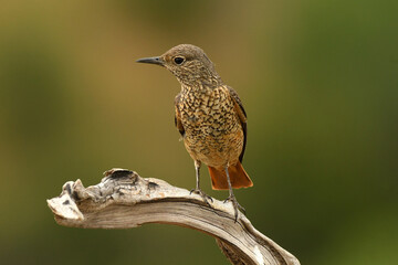 Fototapeta premium roquero rojo en primavera