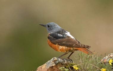 roquero rojo en primavera
