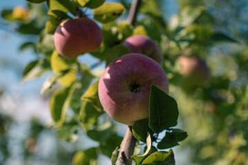 apples on tree