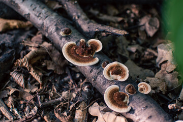 mushrooms on a tree