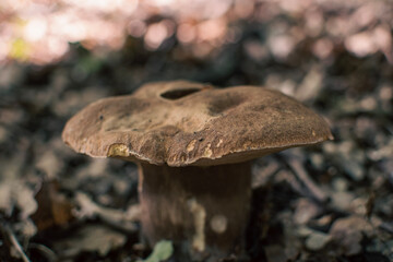 mushrooms in the forest