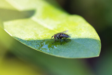 Flesh fly on a green leaf with light and shadow. Hairy legs in black and gray.