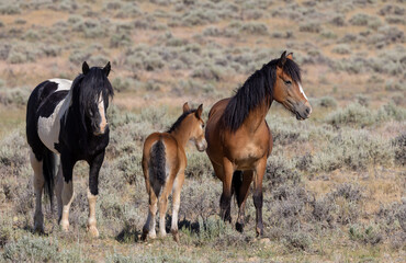 Obraz na płótnie Canvas Wild Horses in Summer in the Wyoming Desert