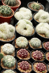 Austrocylindropuntia vestita cristata or Astrophytum asterias cactus among other succulents on display at a plant shop
