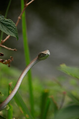 An asian vine snake or Ahaetulla prasina waiting in ambush among the foliage at Bokor National Park in Kampot, Cambodia