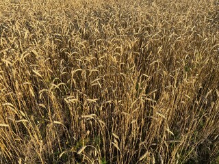 Panoramic view of the golden wheat field in summer. Wheat field on a sunny day