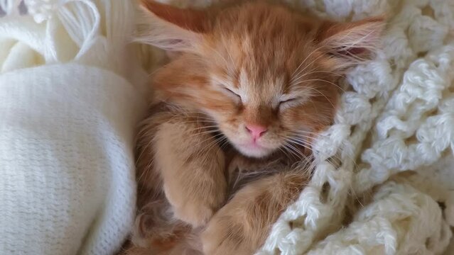 muzzle of a cute kitten peeks out from under a purple knitted blanket. cat basks in cool autumn weather. winter season