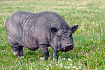 The Vietnamese pig is grazed on a meadow