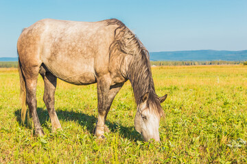 Beautiful gray horse grazing in summer field. 
