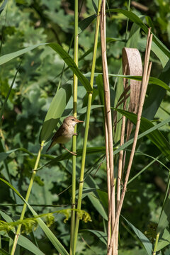 Teichrohrs&auml;nger/Reed-Warbler