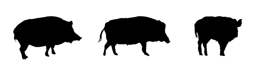 set  silhouette of a boars