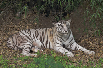 Fototapeta na wymiar The white tigress Ragini 