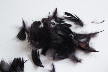 black feathers on white background