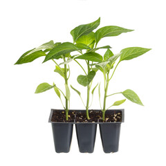 Plastic pack containing three seedlings of sweet pepper (Capsicum annuum) ready for transplanting into a home garden isolated