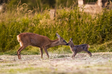 Reh mit Kitz/Roe deer with fawn