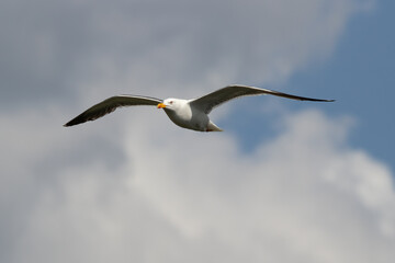 Möwe/Seagull