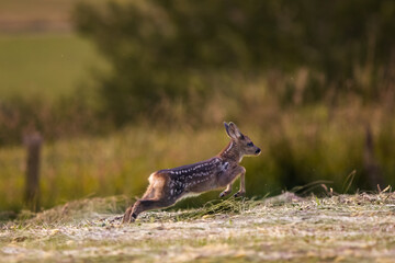 Rehkitz/Fawn