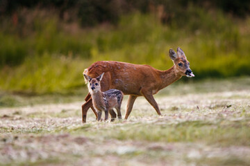 Reh mit Kitz/Roe deer with fawn