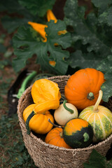 Thanksgiving day. Autumn background of colorful, decorative pumpkins in a stylish wicker basket. A rich harvest. The concept of the Halloween holiday.