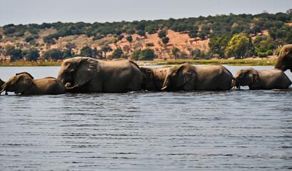Fototapeta na wymiar Line of Elephants Crossing River with Savannah Hills in Zambia Africa