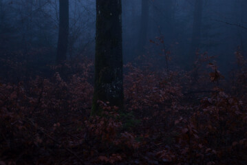 Orange leaves on low plants around tall trees on a dark, cold foggy fall day in the Palatinate forest of Germany. - obrazy, fototapety, plakaty