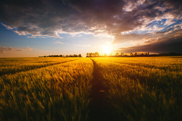 Spectacular scene of agricultural land in the sunlight in the evening.