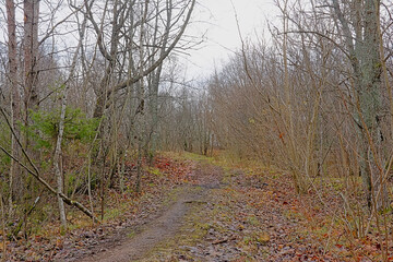 Hiking trail through a bare winter foreest on Pakri peninsula, Paldiski, Estonia 