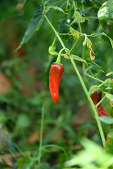 closeup the ripe red chilly with leaves and plant growing in the farm soft focus natural green brown background.