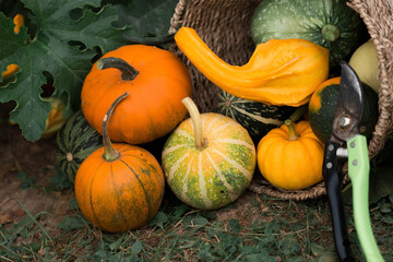 Thanksgiving day. Autumn background of colorful, decorative pumpkins in a stylish wicker basket. A rich harvest. The concept of the Halloween holiday.