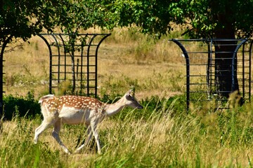 Fallow deer (female) walking in the grass, West Midlands, England, UK