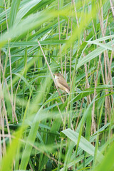 A small bird hiding in high grass near the river	