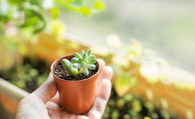 Woman holds flower pot with small succulent. Growing and reproduction new Echeveria plant from leaf. Horizontal banner with copy space.