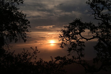 Fototapeta na wymiar sunrise behind trees