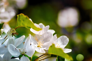 Obraz premium White flowers of an apple tree close-up
