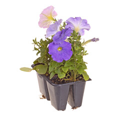 Pack containing four seedlings of petunia plants flowering in blue and pink ready for transplanting into a home garden isolated
