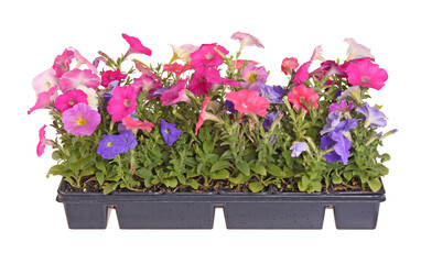Side view of a flat containing seedlings of petunia plants flowering in multiple colors ready for transplanting into a home garden isolated