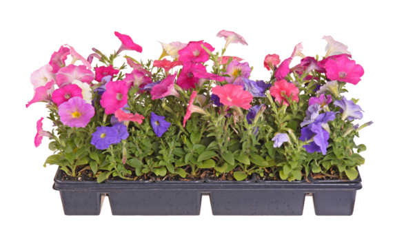 Side view of a flat containing seedlings of petunia plants flowering in multiple colors ready for transplanting into a home garden isolated
