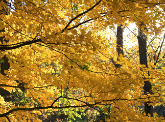 Tree with Yellow Fall leaves in Mansfield, Indiana