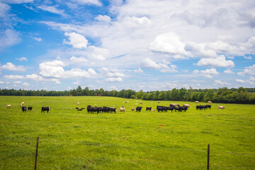 Cows in a field in the country green pastures © billtster
