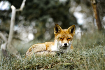 red fox with eyes closed